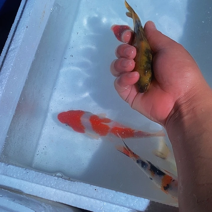 锦鲤锦鲤活鱼开箱包活