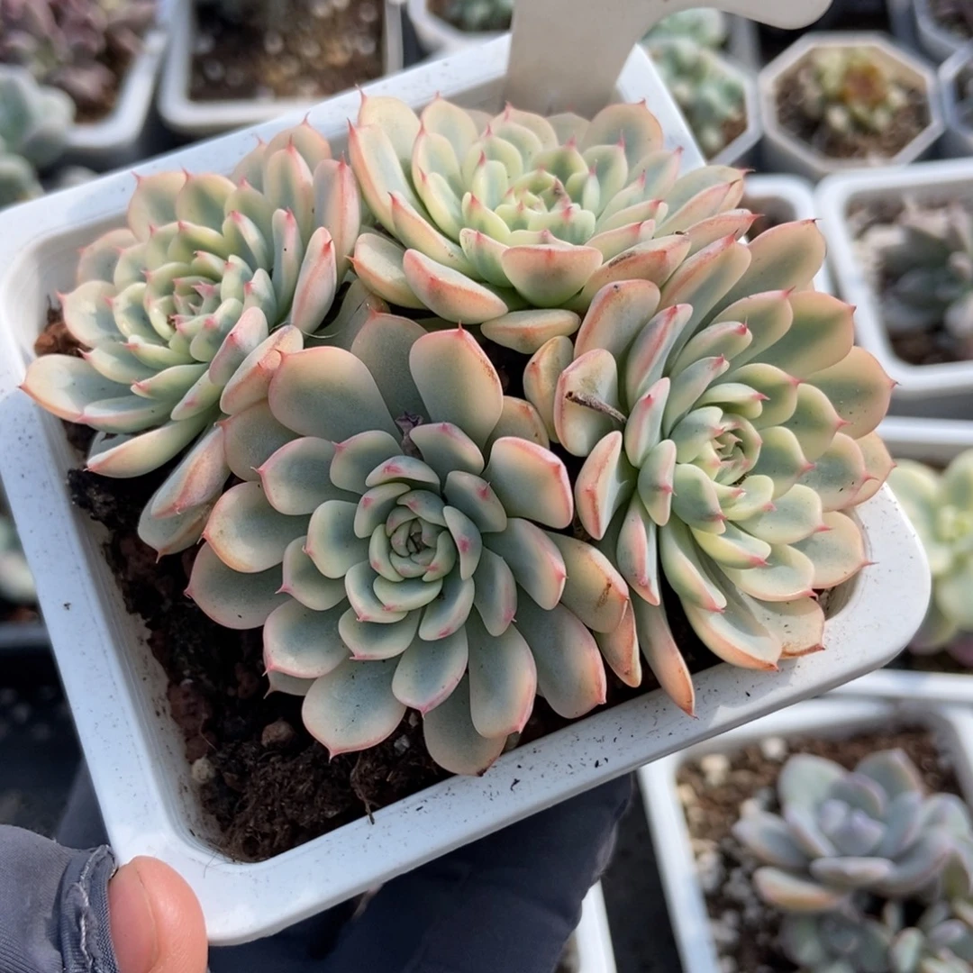 953忌廉锦多肉植物