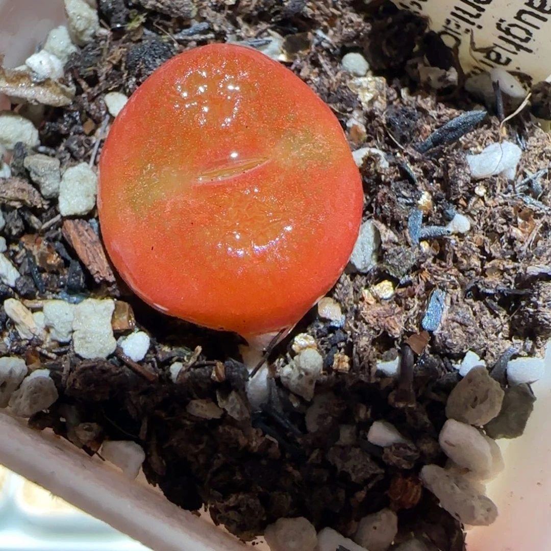 肉锥多肉植物百科-水蜜桃242