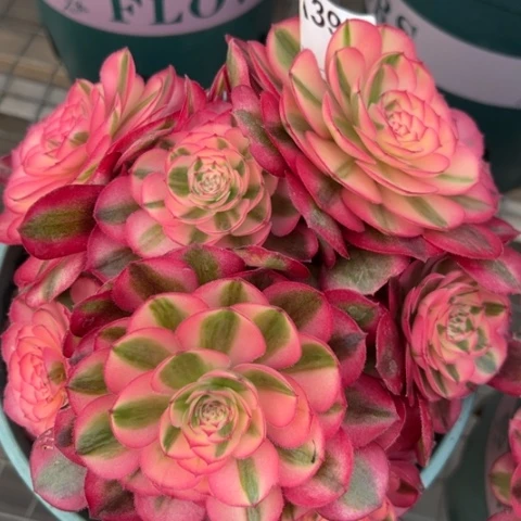 394倾城朵朵16厘米左右