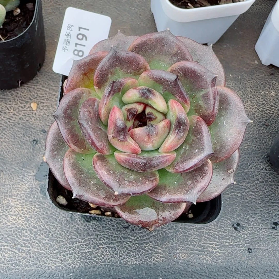 黑玫瑰，8191多肉植物