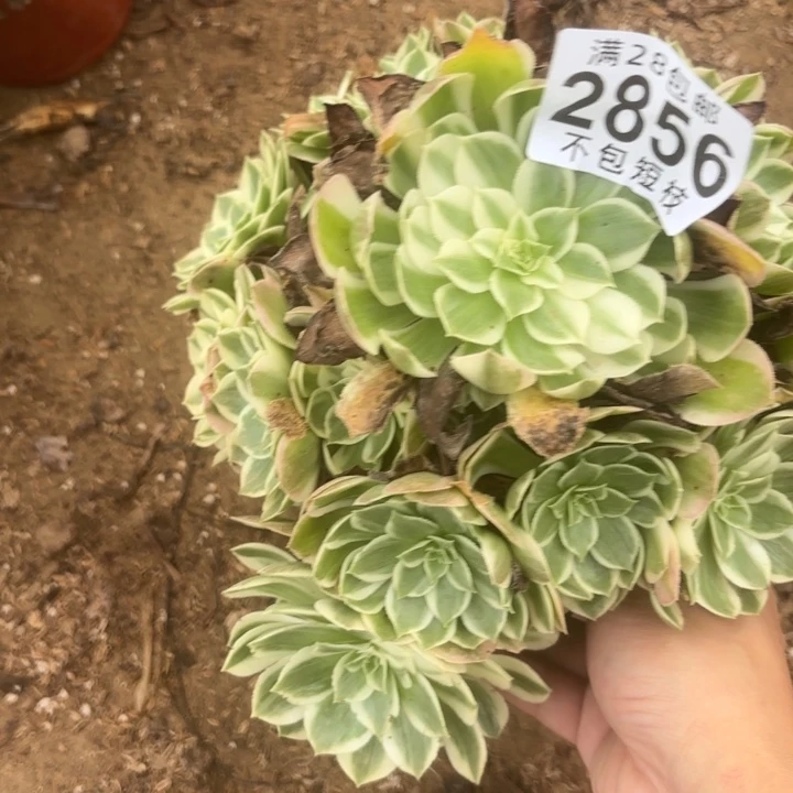 海王多肉植物法师2856