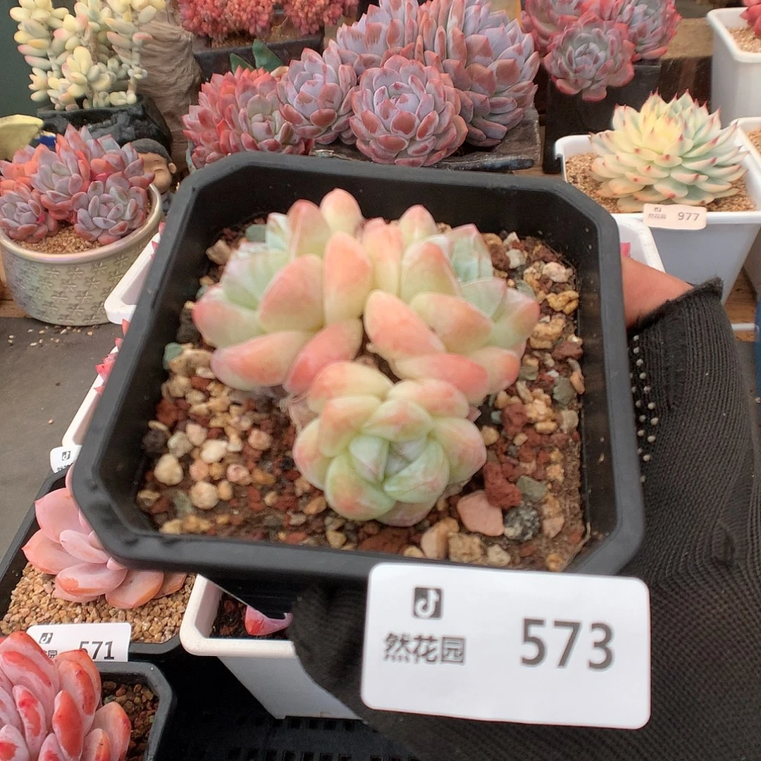 573冰玉多肉植物6666