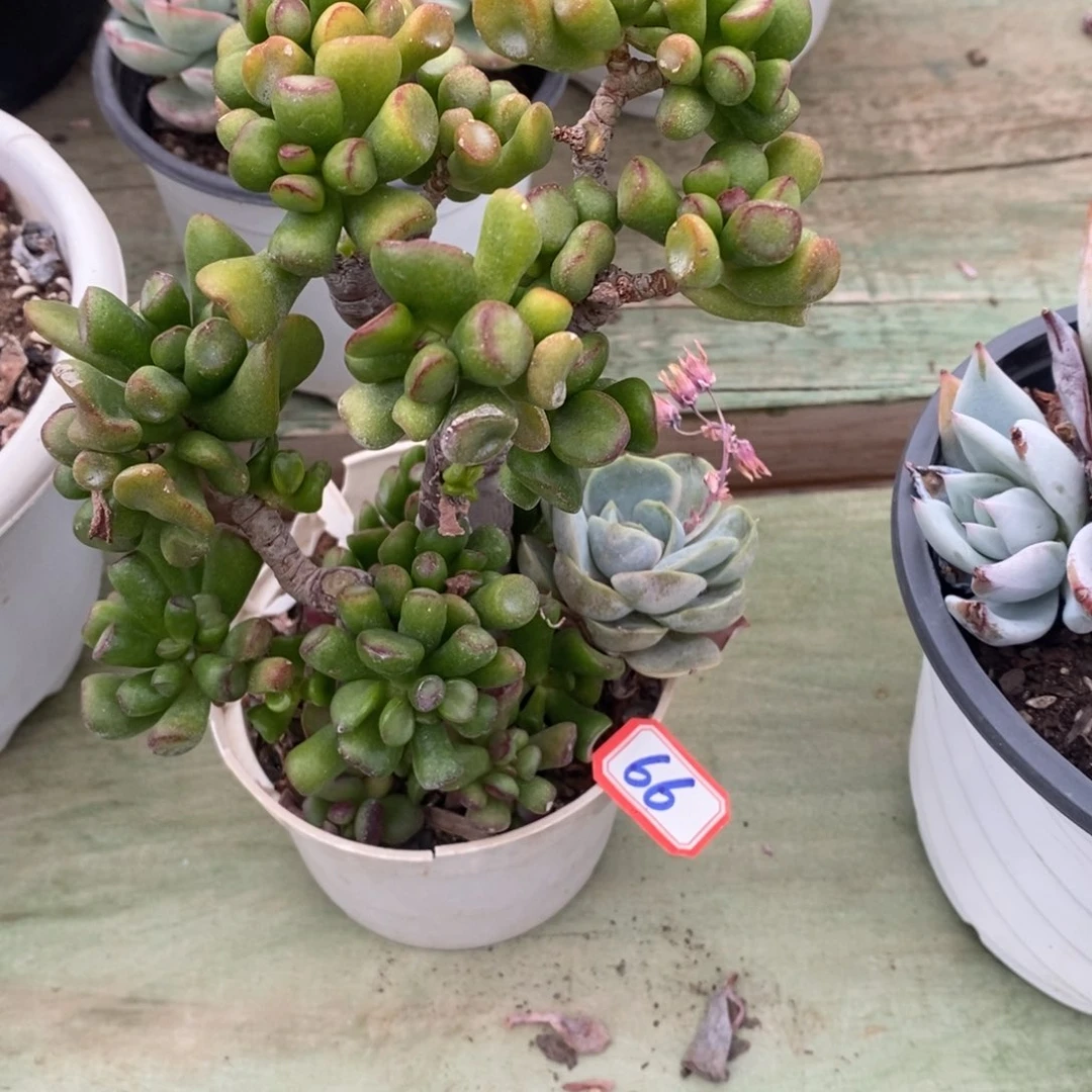 X*L一物一拍吸财树66