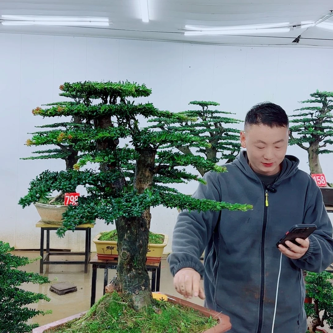 雨***艺无花朵盆景园林……