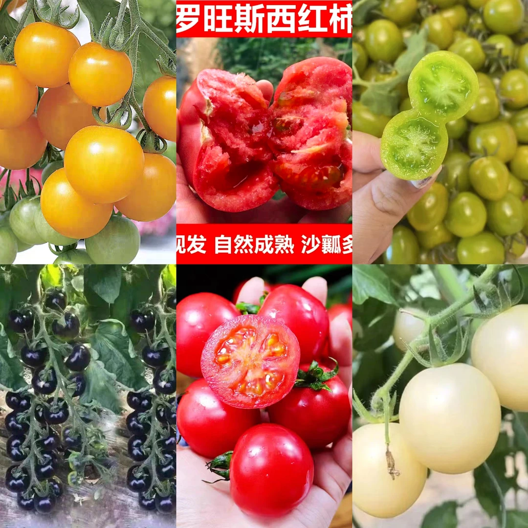 寿光番茄苗各种颜色红黄绿白黑番茄苗组合小番茄盆栽室内四季种植