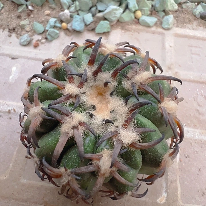 猫爪圆盘玉。苗接落地自根。