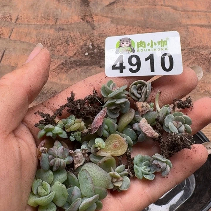 蜜***兔多肉植物多肉植物