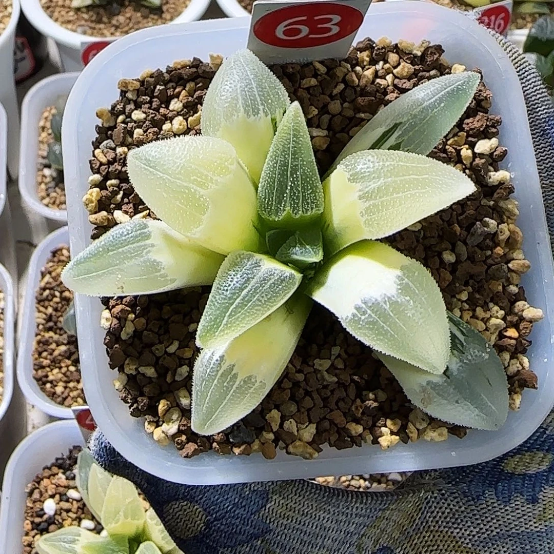 63号糊斑蓝光磨面锦 8 厘米左右一物一拍带盆发货