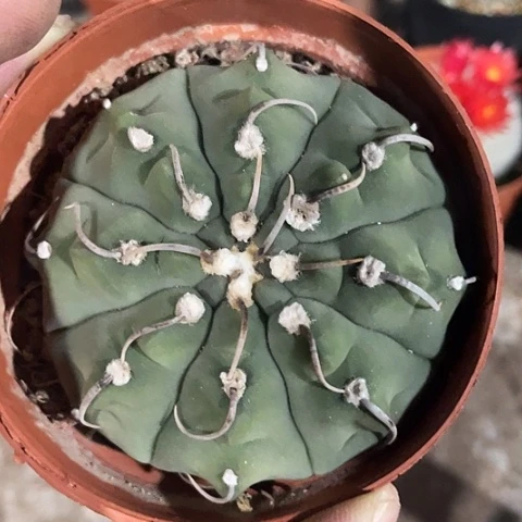 实生一本刺过年福利