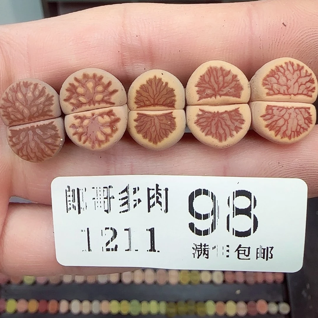 满满18包邮1211-98