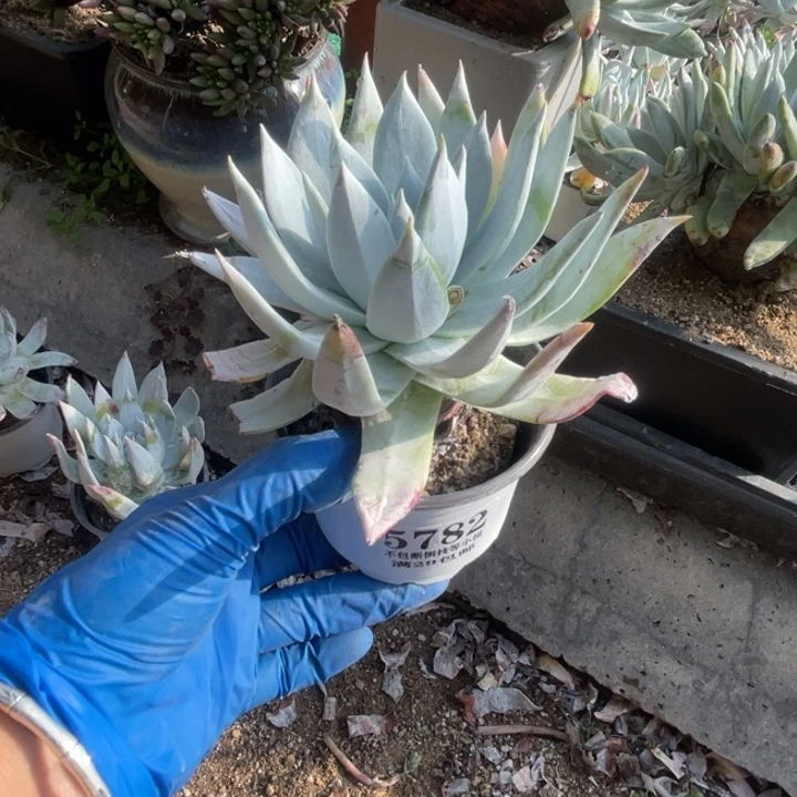 782号雪山杂多肉