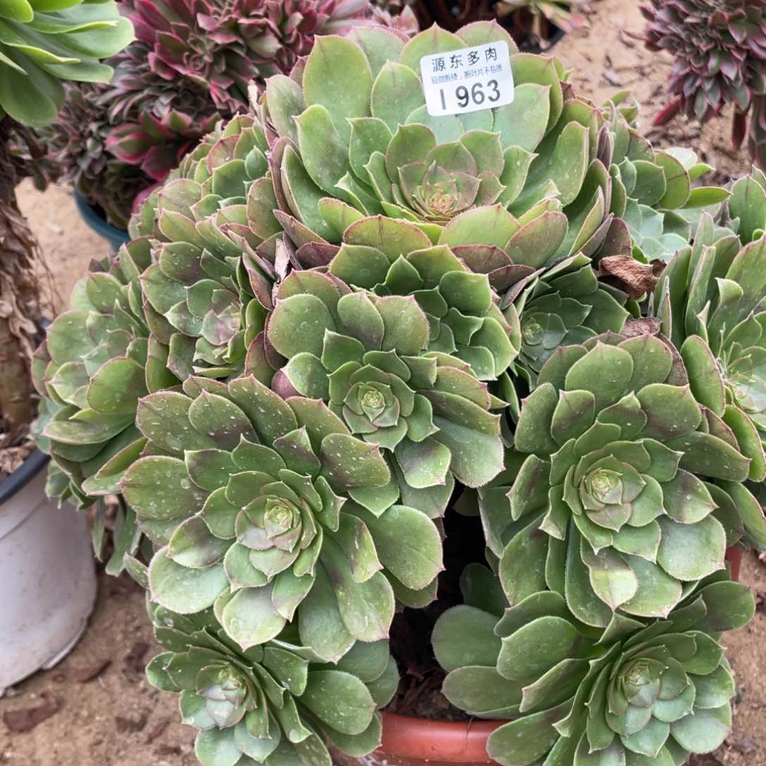 963万圣节多肉法师断枝不包