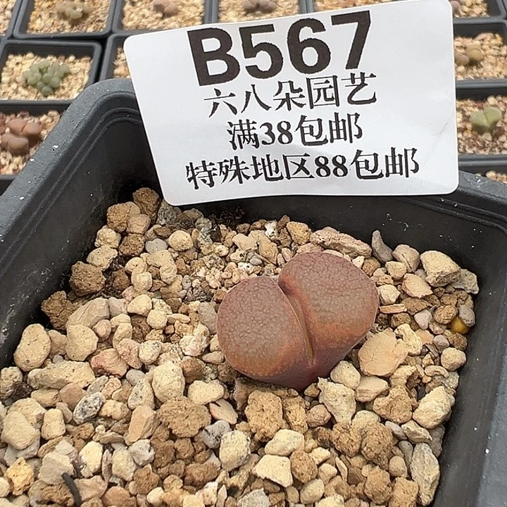 ****莉无花朵567号风铃音乐节