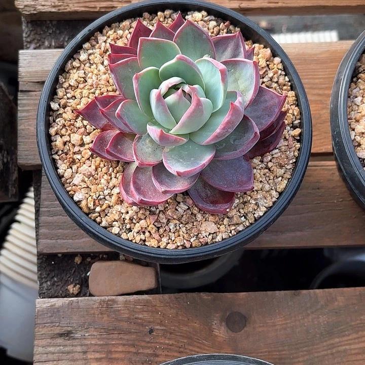 多肉植物，惊魂仙子