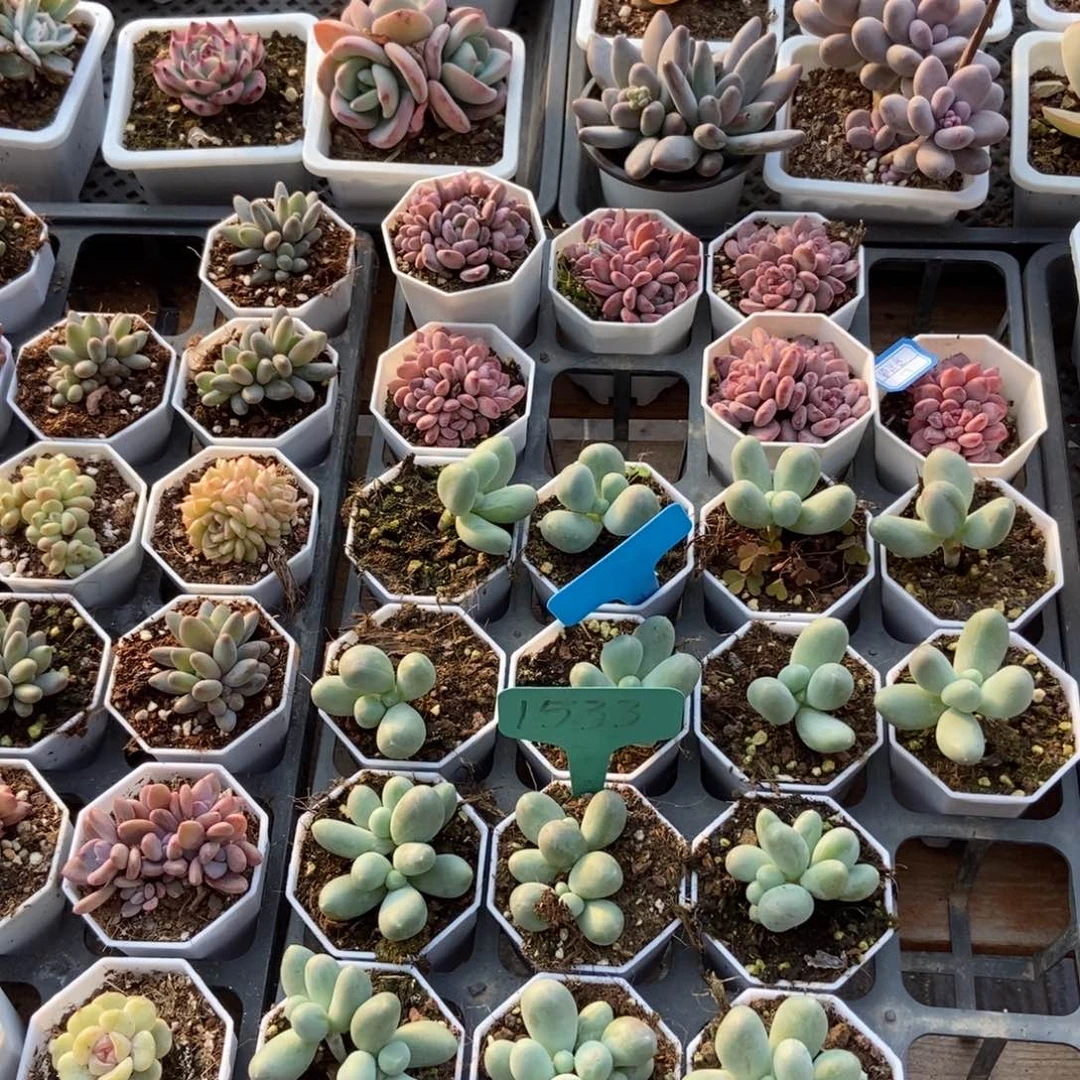 *️****1533六颗米可奶多肉植物