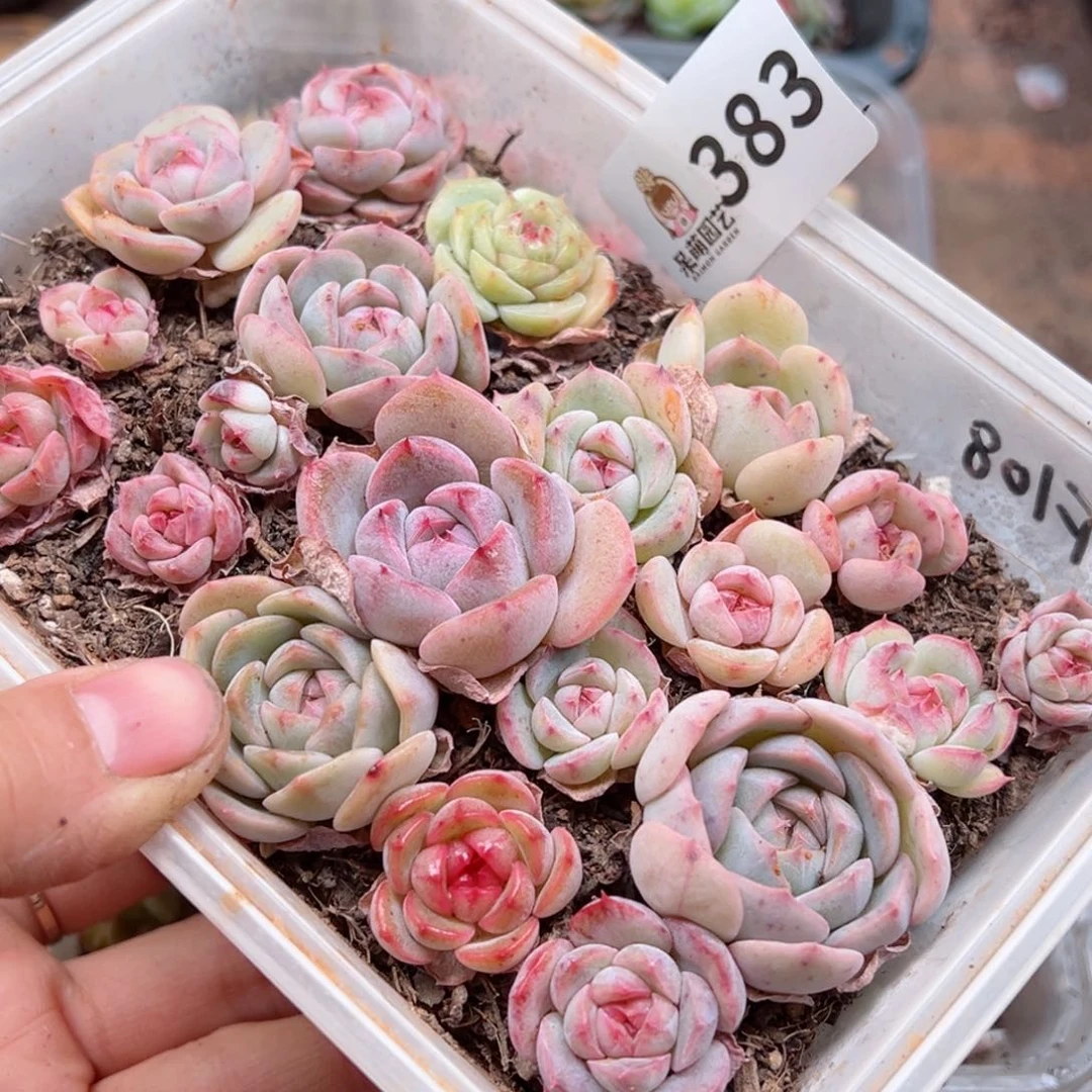 多肉植物多肉植物