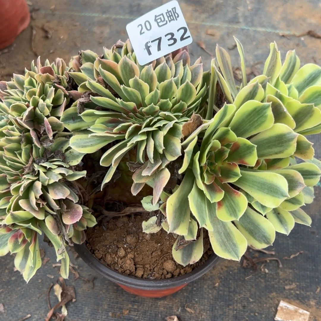 732红秀缀，多肉法师