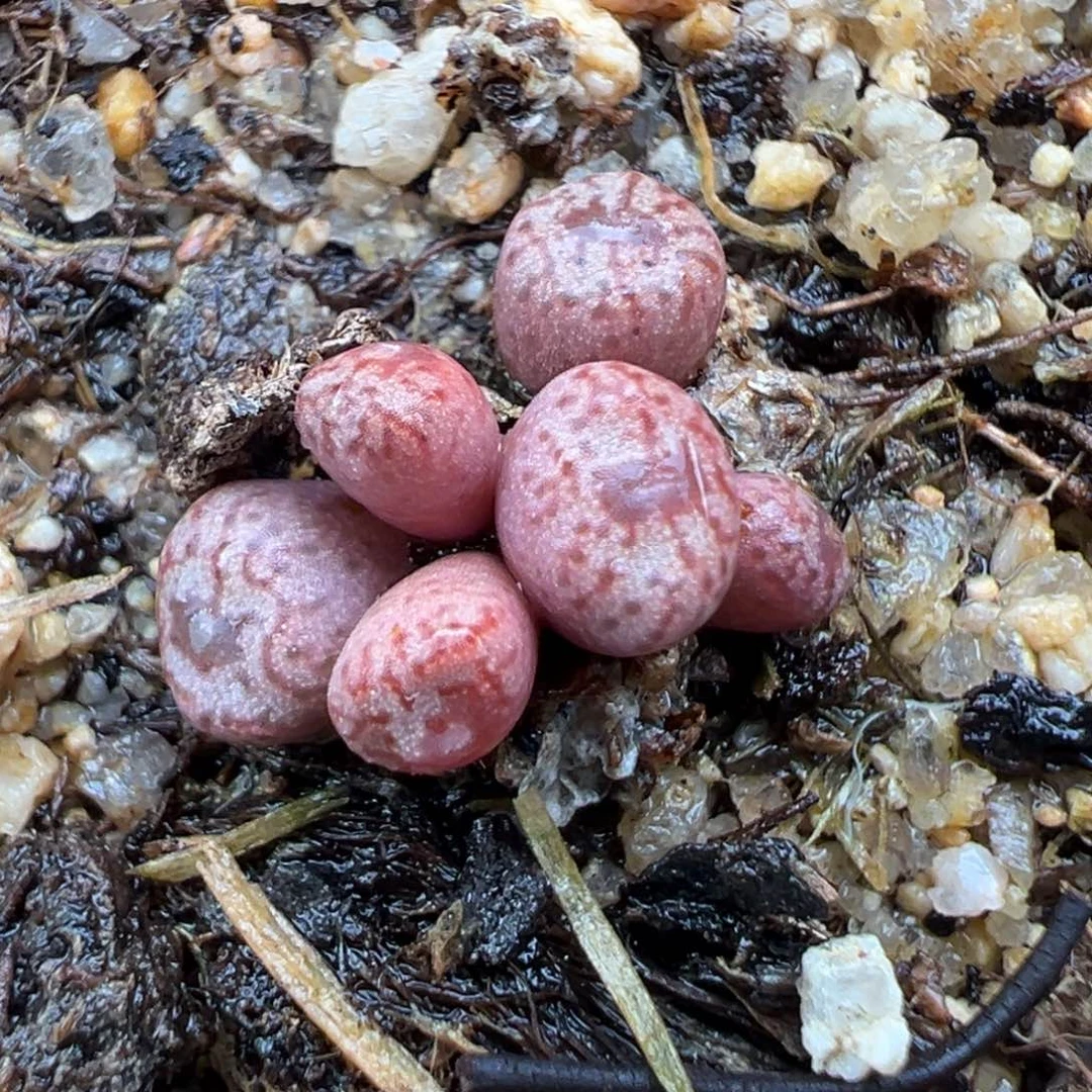 2.8好看的多肉948