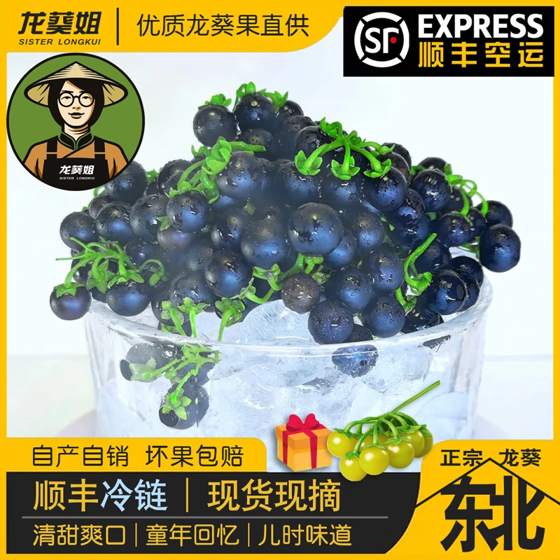 新鲜龙葵果买一斤黑果赠一两黄果菇娘悠悠天天甜星星儿时水果姑娘