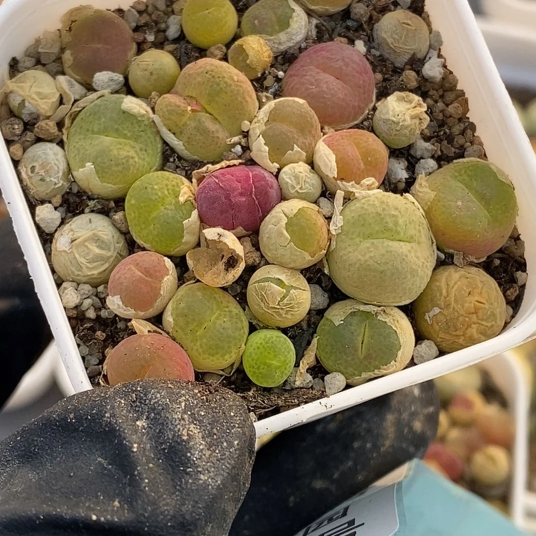 z*桃喜花园0531-81翠光玉