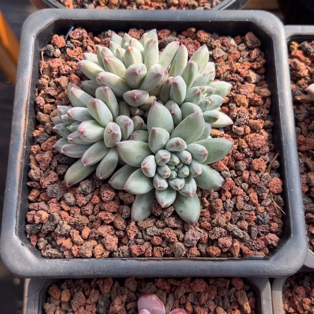 多肉植物多头美人杂
