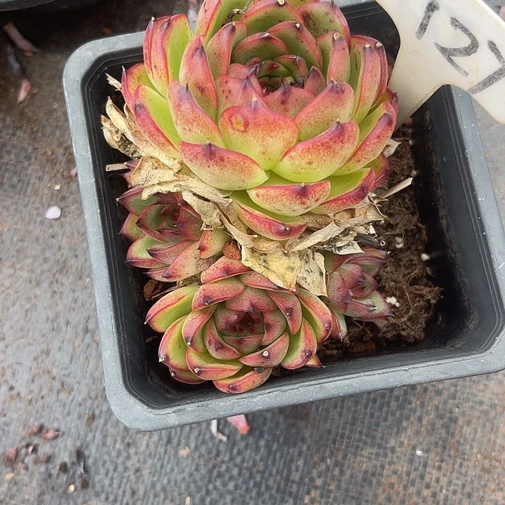 晨语多肉，一物一拍127月亮