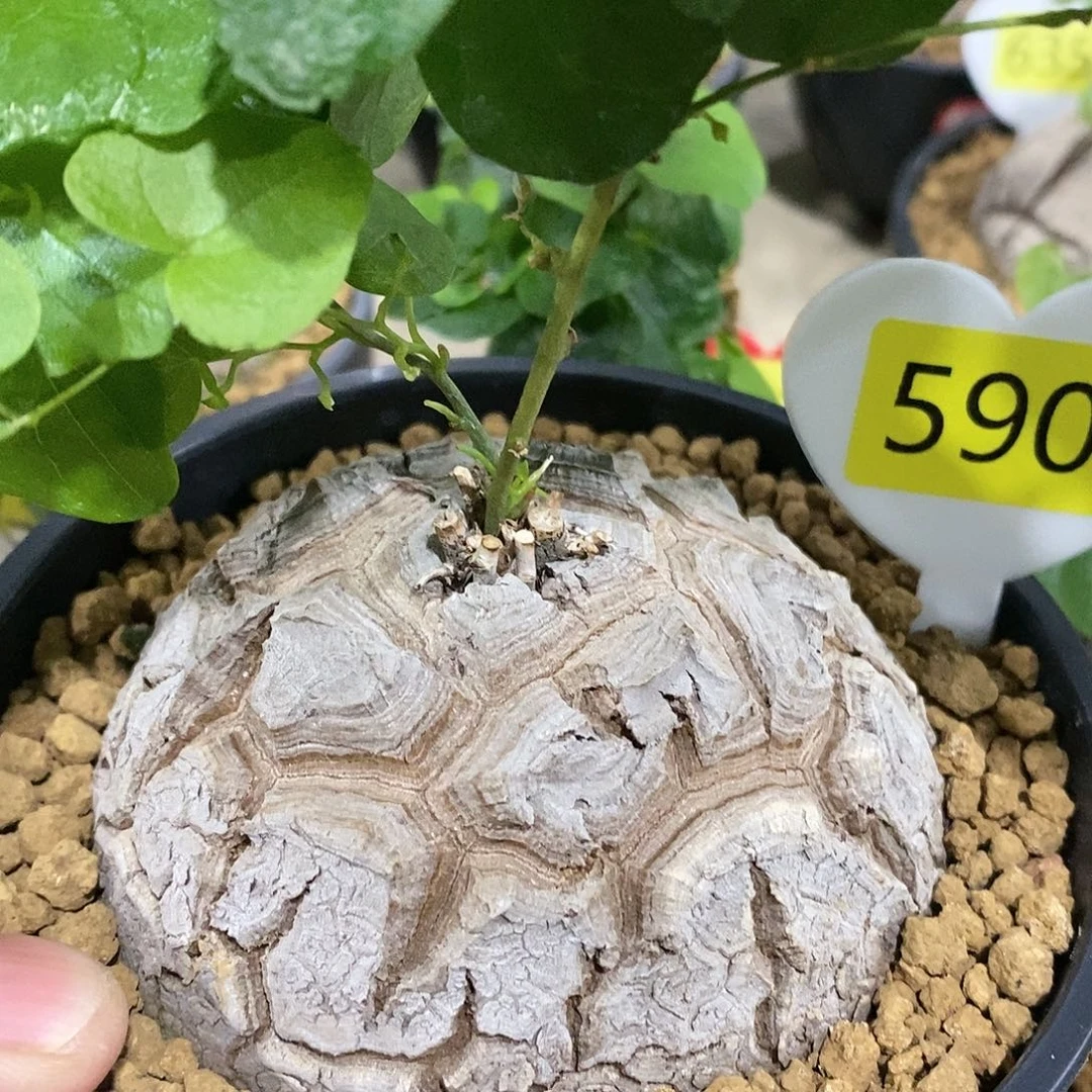 哦**嚯南非龟甲龙龟甲龙