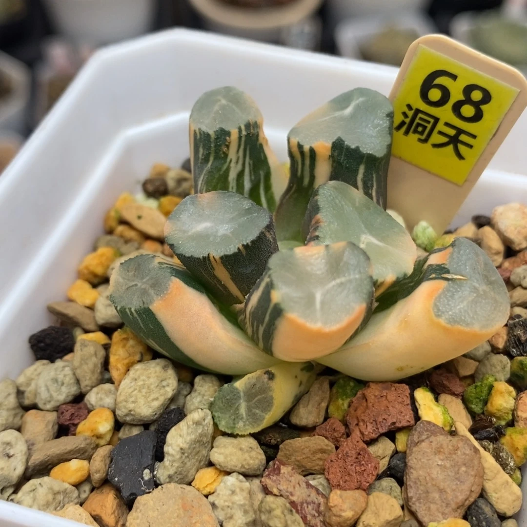 68山之翠万象锦一物一拍