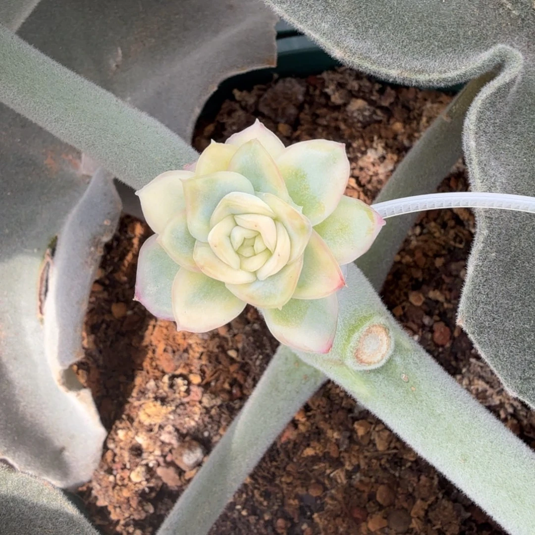 X***新品小碎花锦上园艺一物一拍