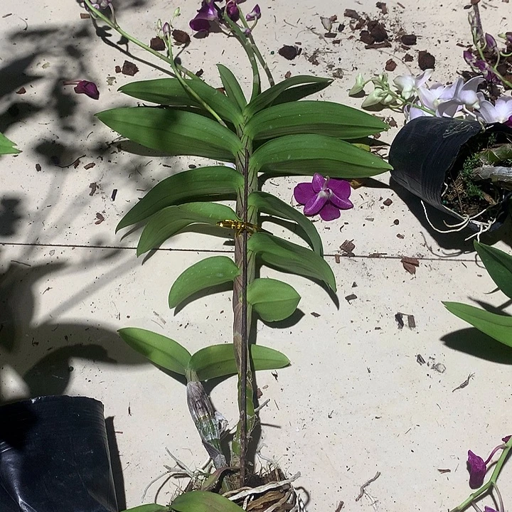 完全开放个体黑红花大小2苗花叶不包损