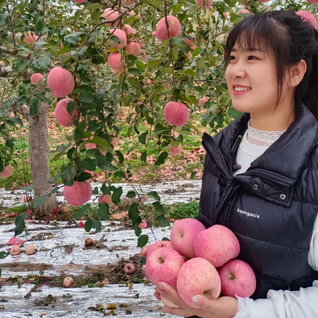 正宗洛川红富士苹果自家种植脆甜多汁带箱5斤装原产地发货包邮