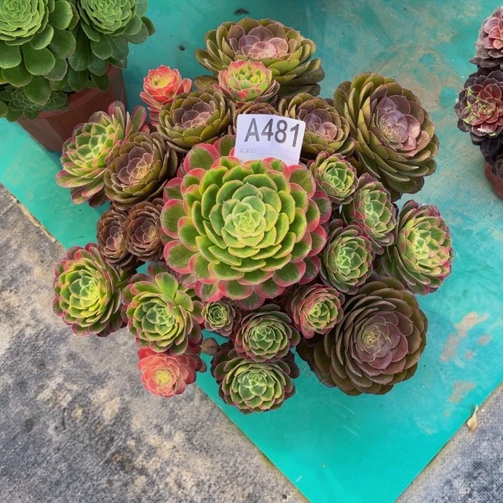 林**虎变异株00000000000481