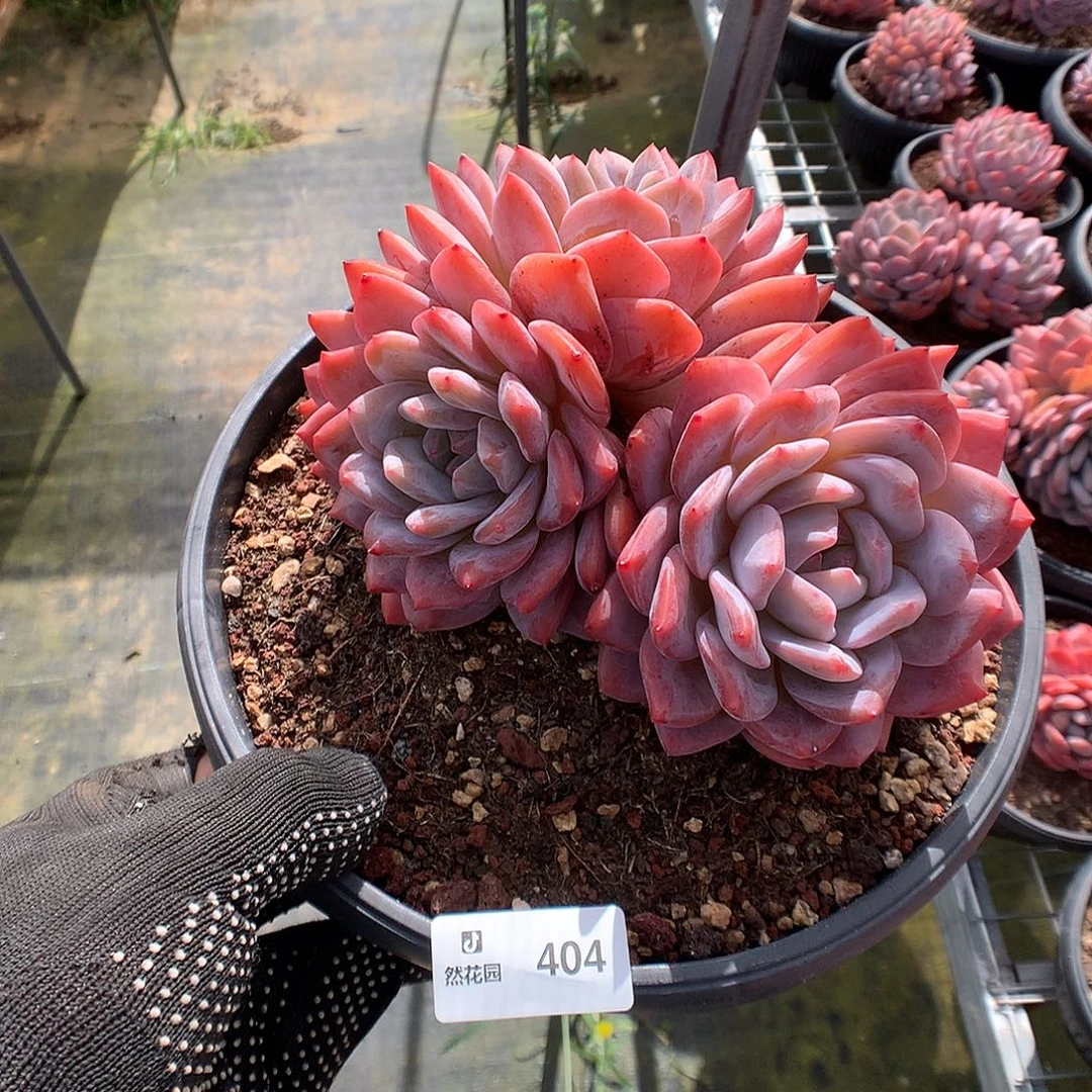404梦露多肉植物666