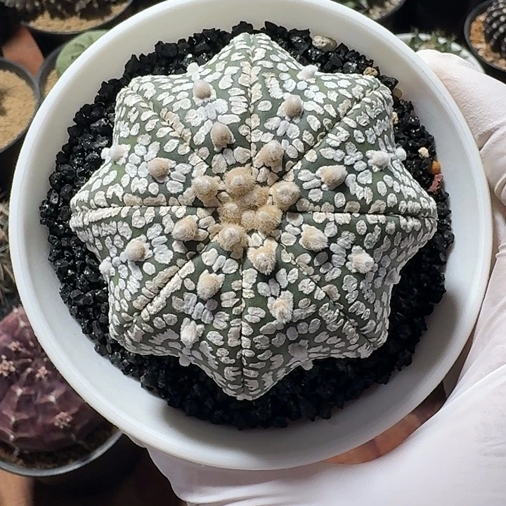 泰系海星兜仙人球22