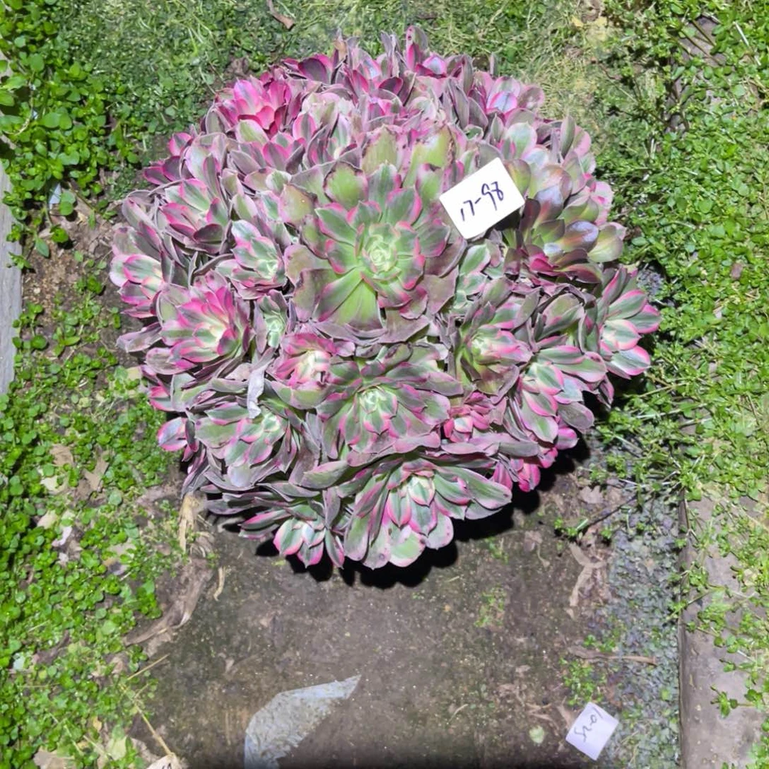 12-17-98男神法师锦