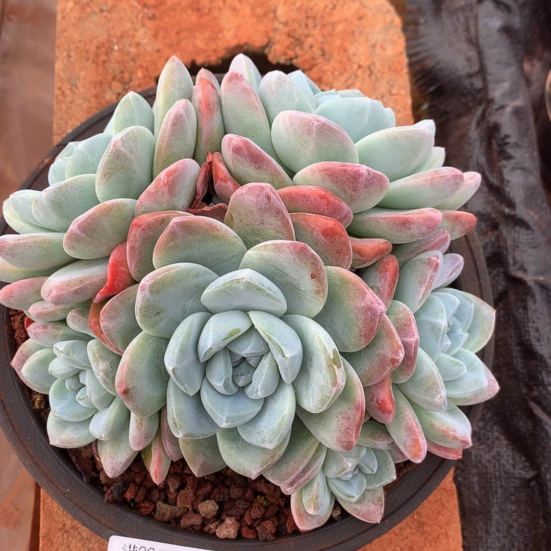 【闪购商品】云782号冰玉群25厘米