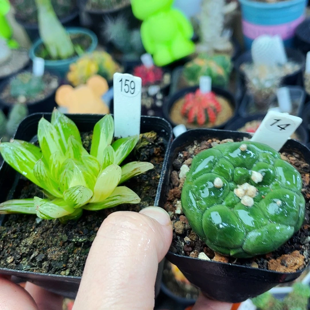 左边赠品非偏远地区满25包邮仙人球