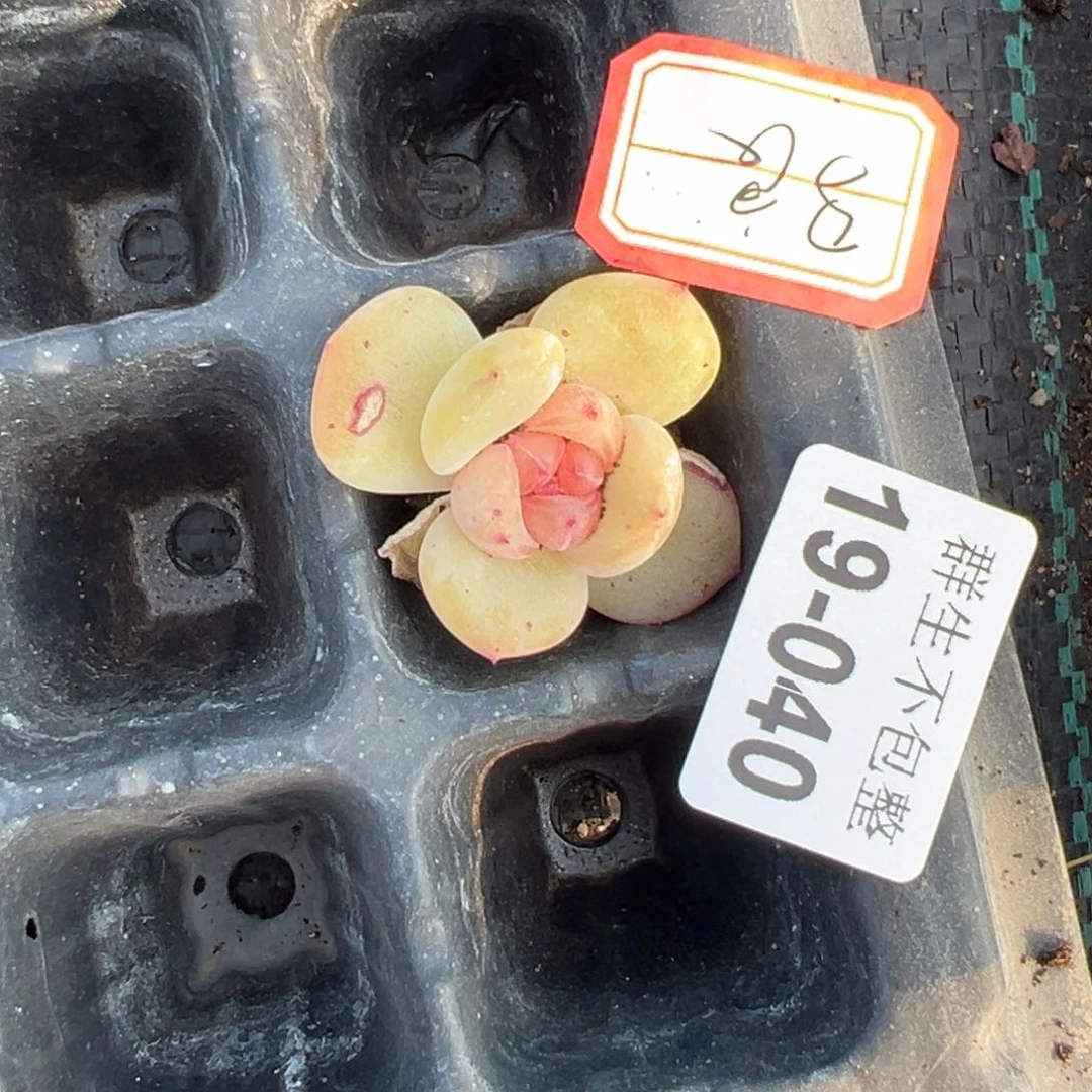 神**良小卡拉米糖心一物一拍19-40