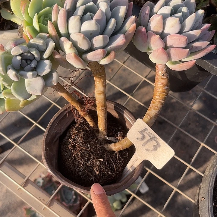 两单包邮，一物一拍573