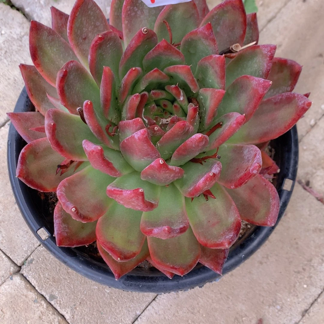 ?****?弗兰克多肉植物13