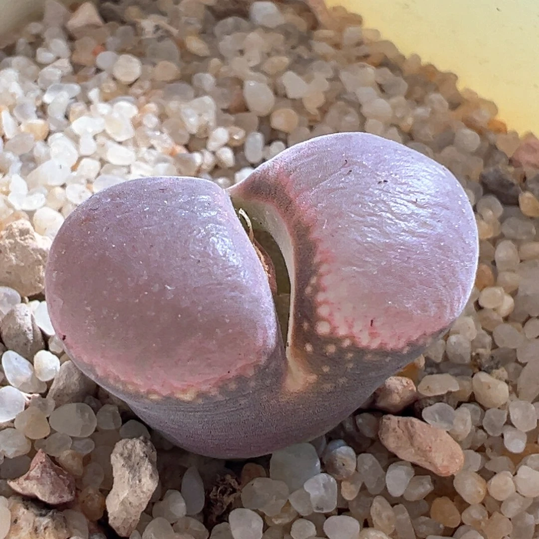 148。优选1804.5红宝石母本