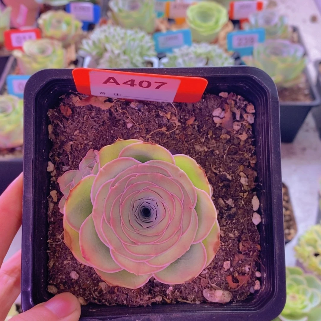 山地玫瑰一物一拍晚晴407