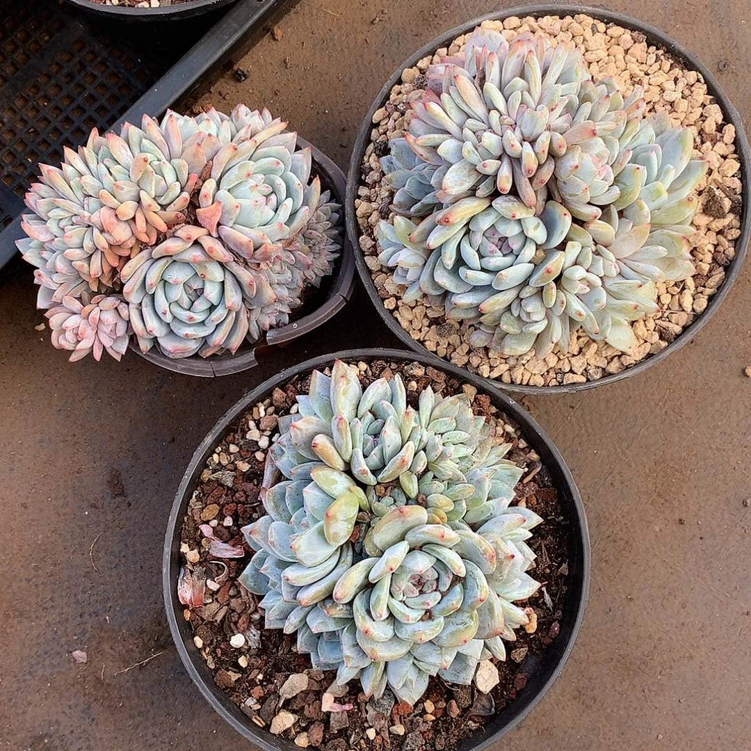 和风细雨哈哈哈哈哈哈哈