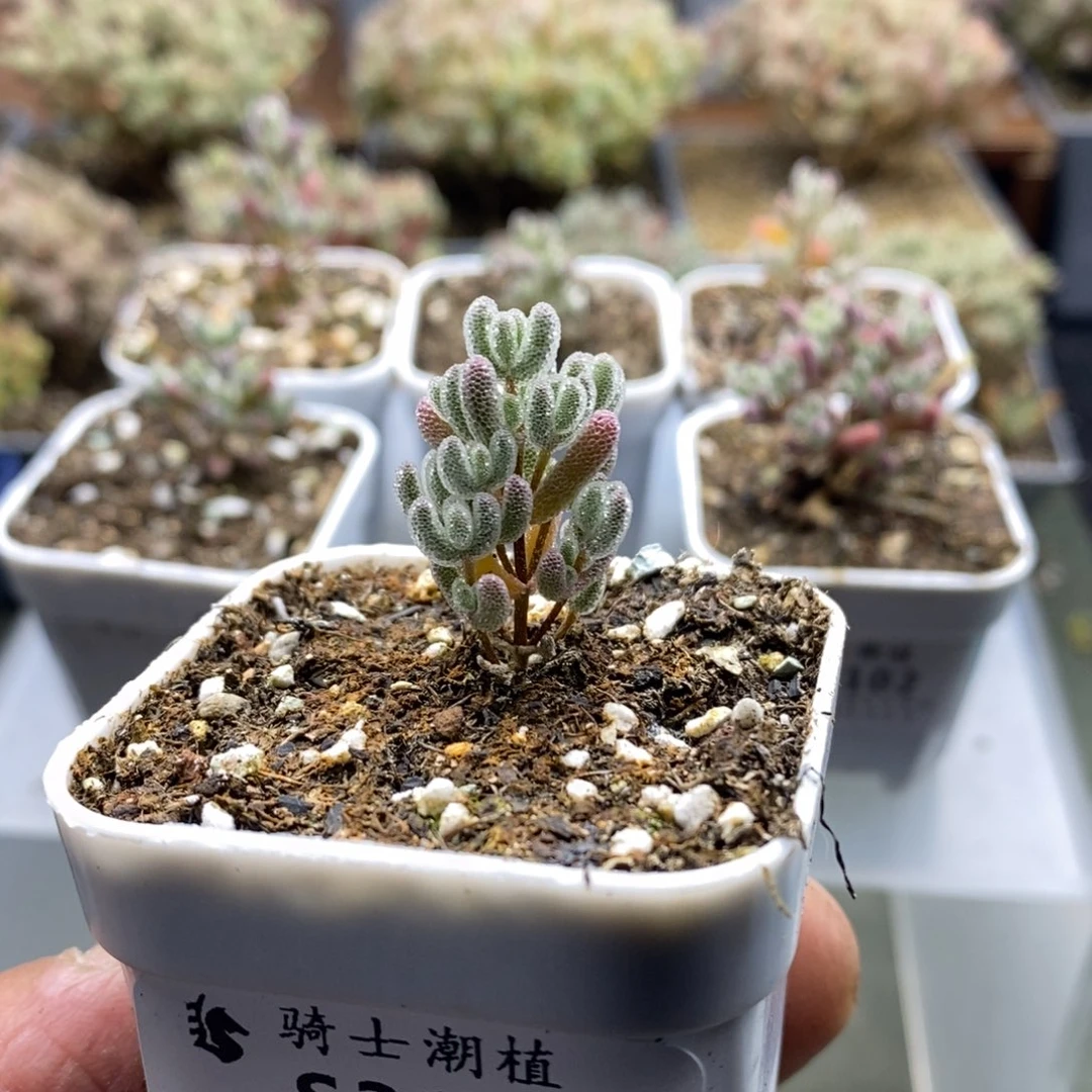 3135 实生精控优选冰晶多肉