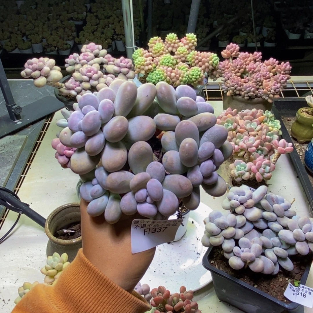 丫***7337芭比奶多肉13cm