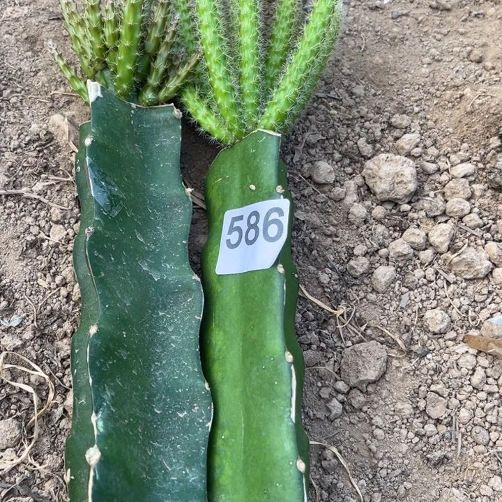 用***4一棵鼠尾一棵糖果586