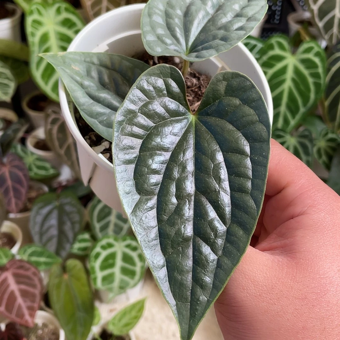 完全开放奢华一棵