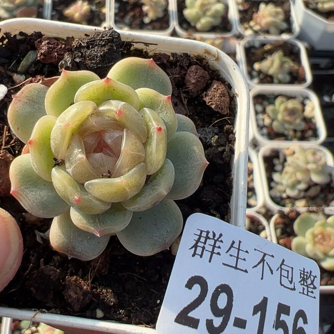 不****家小卡拉米糖心一物一拍29-156