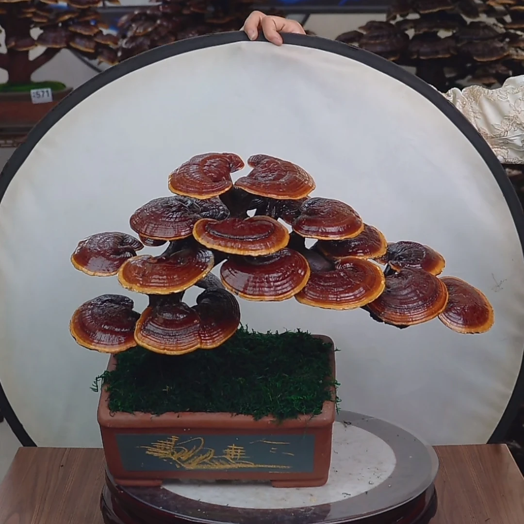 LINGZHI大三层盆景一对灵芝灵芝盆景